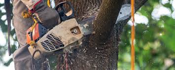 How Our Tree Care Process Works  in  Olivarez, TX